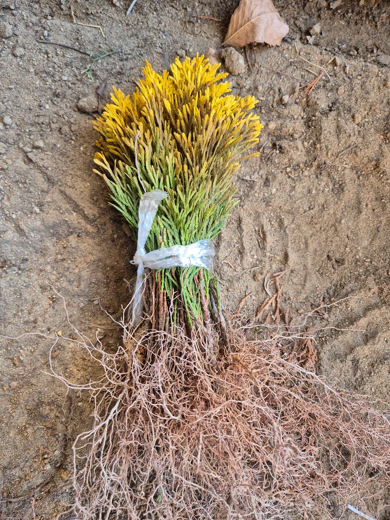 장터 상품 [묘목 문그로우 블루엔젤] 썸네일