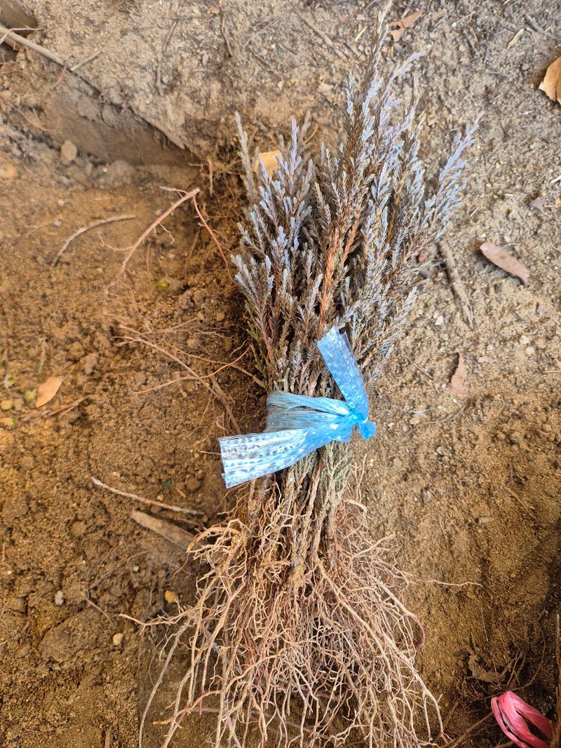 박병준님의 장터 판매 상품 [묘목 문그로우 블루엔젤] 첨부 사진