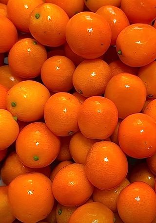 농부손녀님의 작성글 사진