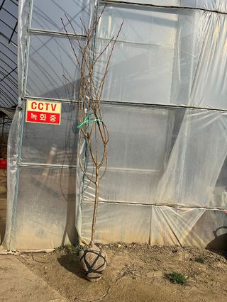 일심묘목농원님의 자유주제 · 자유게시판 작성글 사진