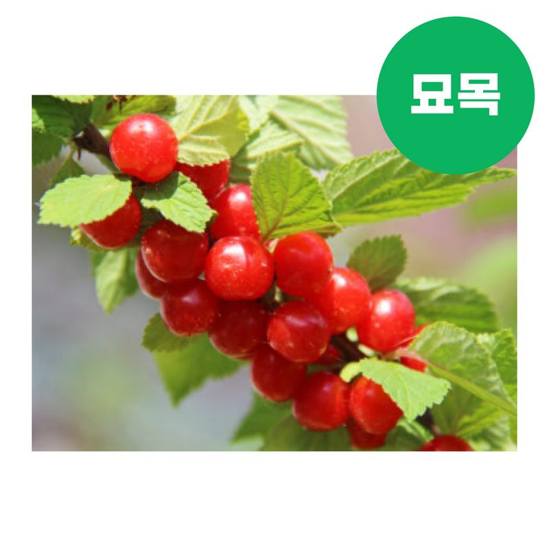 장터 상품 [앵두 묘목 왕앵두 접목 1년생] 썸네일