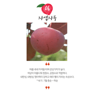 일심묘목농원님의 작성글 사진