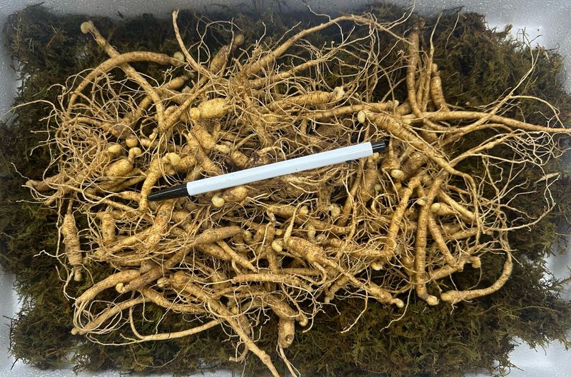 진상빈님의 장터 판매 상품 [짱아찌용 산양삼(대략 170-200뿌리)] 첨부 사진