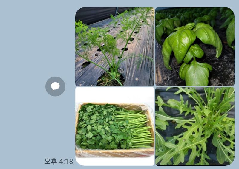 장터 상품 [양채2kg] 썸네일