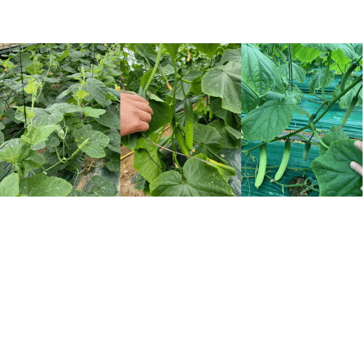 병천아그로주식회사님의 장터 판매 상품 [해미노뿌리 5L] 첨부 사진