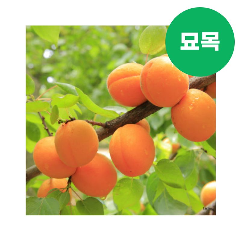 장터 상품 [살구 묘목 초하 접목 1년생 특묘] 썸네일