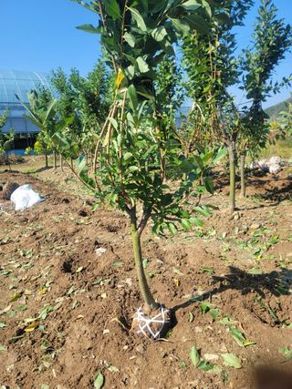 일심묘목농원님의 작성글 사진