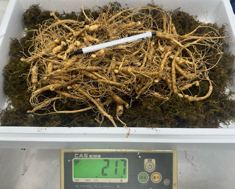 진상빈님의 장터 판매 상품 [짱아찌용 산양삼(대략 170-200뿌리)] 첨부 사진