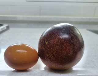 일심묘목농원님의 작성글 사진