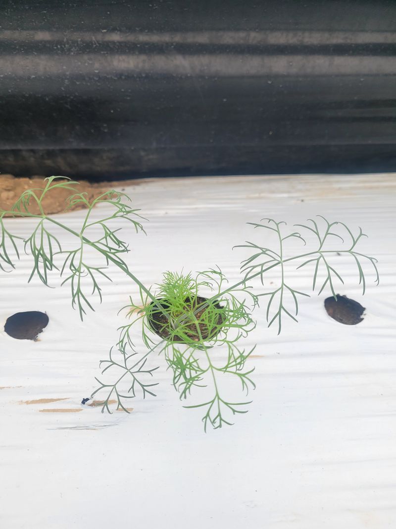 권미화님의 장터 판매 상품 [양채2kg] 첨부 사진