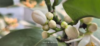 달맛햇복숭아농원님의 자유주제 · 자유게시판 작성글 사진