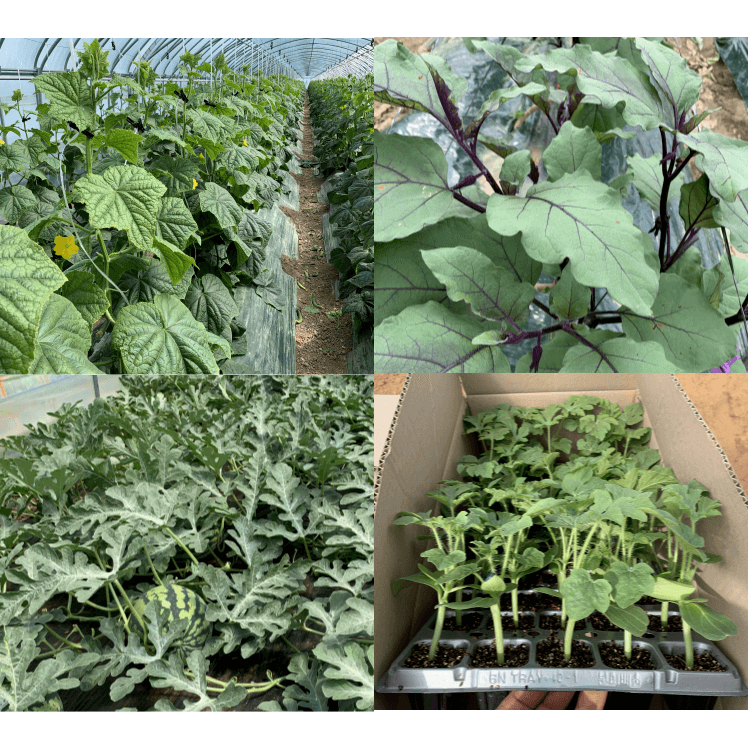 병천아그로주식회사님의 장터 판매 상품 [해미노뿌리 5L] 첨부 사진