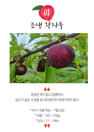 일심묘목농원님의 작성글 사진