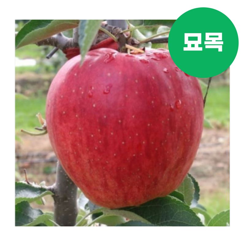 장터 상품 [사과 묘목 홍로 이중접목 특묘] 썸네일