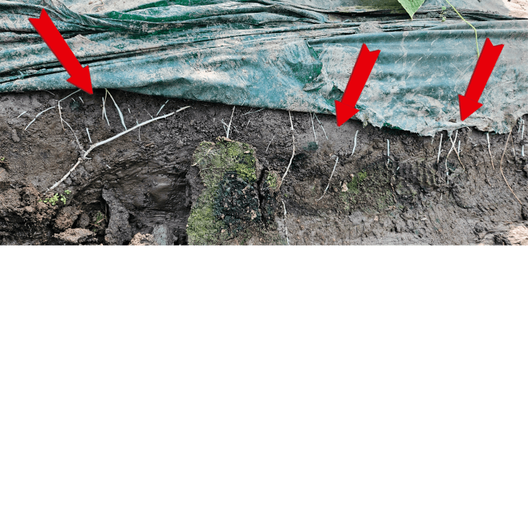 병천아그로주식회사님의 장터 판매 상품 [해미노뿌리 5L] 첨부 사진