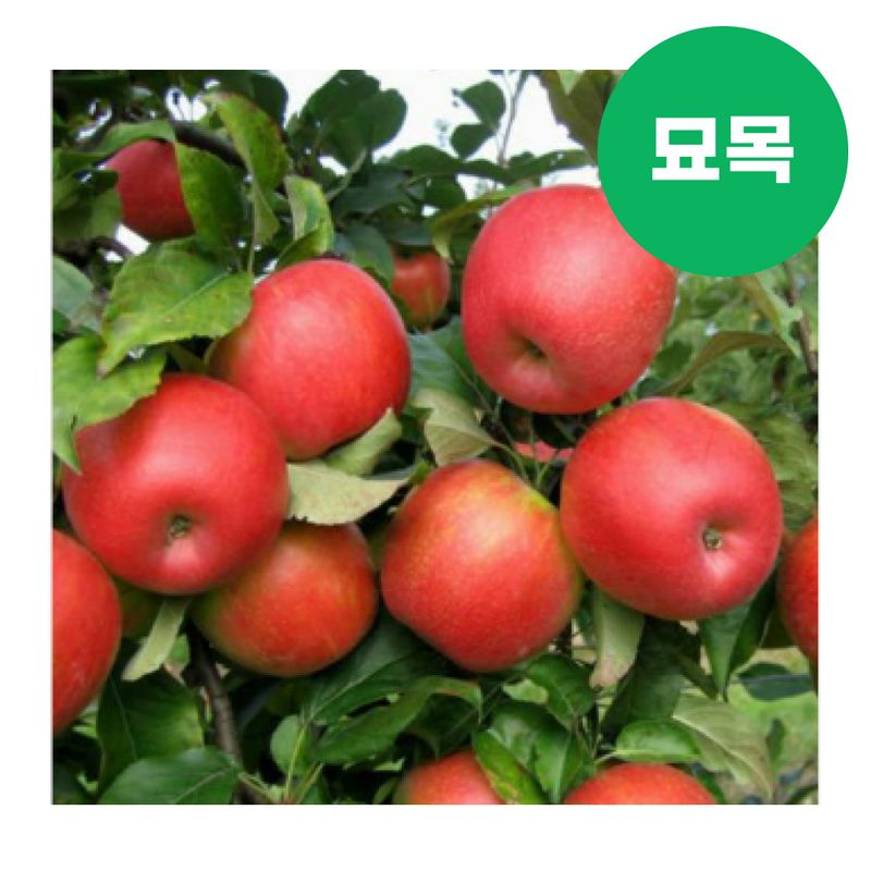 장터 상품 [사과 묘목 아리수 이중접목 특묘] 썸네일