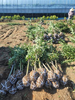 일심묘목농원님의 작성글 사진