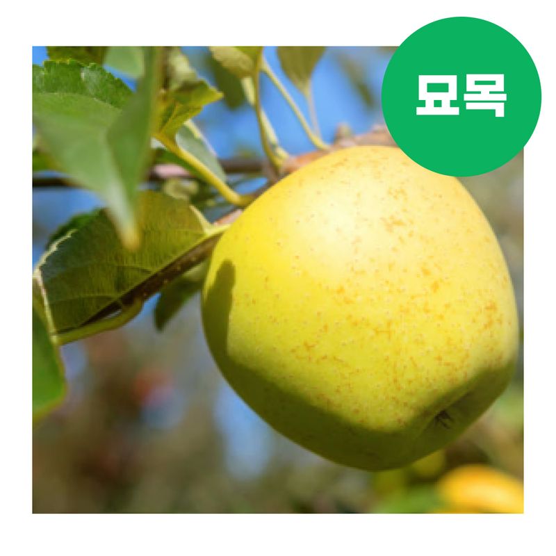 장터 상품 [사과 묘목 시나노골드 이중접목 특묘] 썸네일