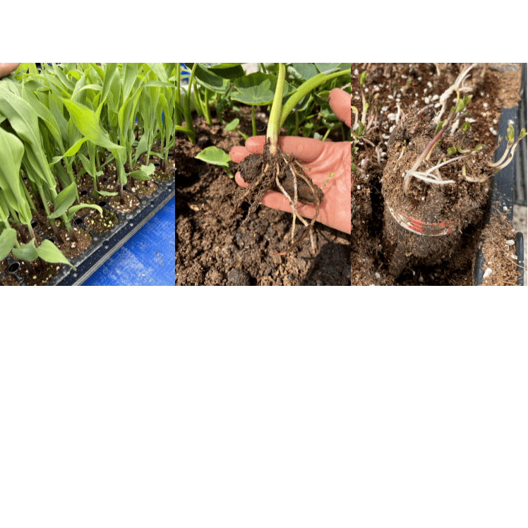 병천아그로주식회사님의 장터 판매 상품 [해미노뿌리 5L] 첨부 사진