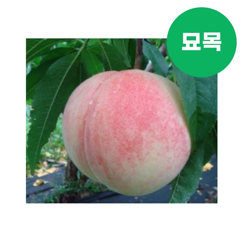 장터 상품 [복숭아 묘목 올유명 접목 1년생] 썸네일