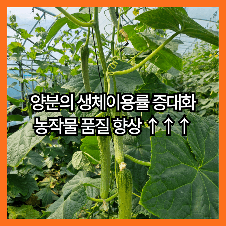 병천아그로주식회사님의 장터 판매 상품 [해미노뿌리 5L] 첨부 사진