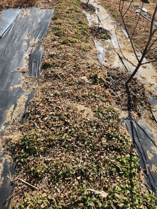 텃밭입문님의 농사, 무엇이든 물어보세요! · 참여글 작성글 사진