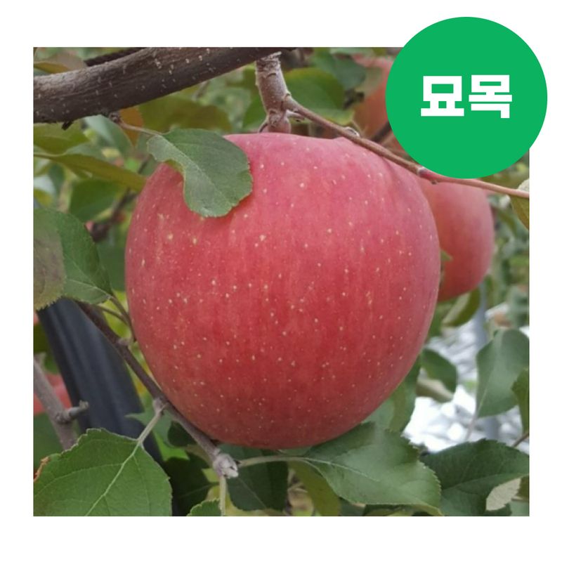 장터 상품 [사과 묘목 부사 미야비 이중접목 특묘] 썸네일