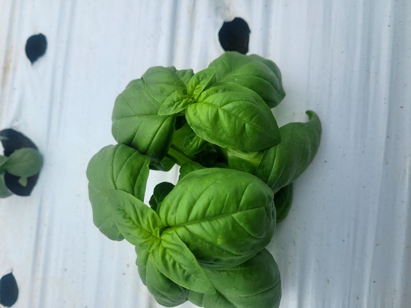 권미화님의 장터 판매 상품 [양채2kg] 첨부 사진