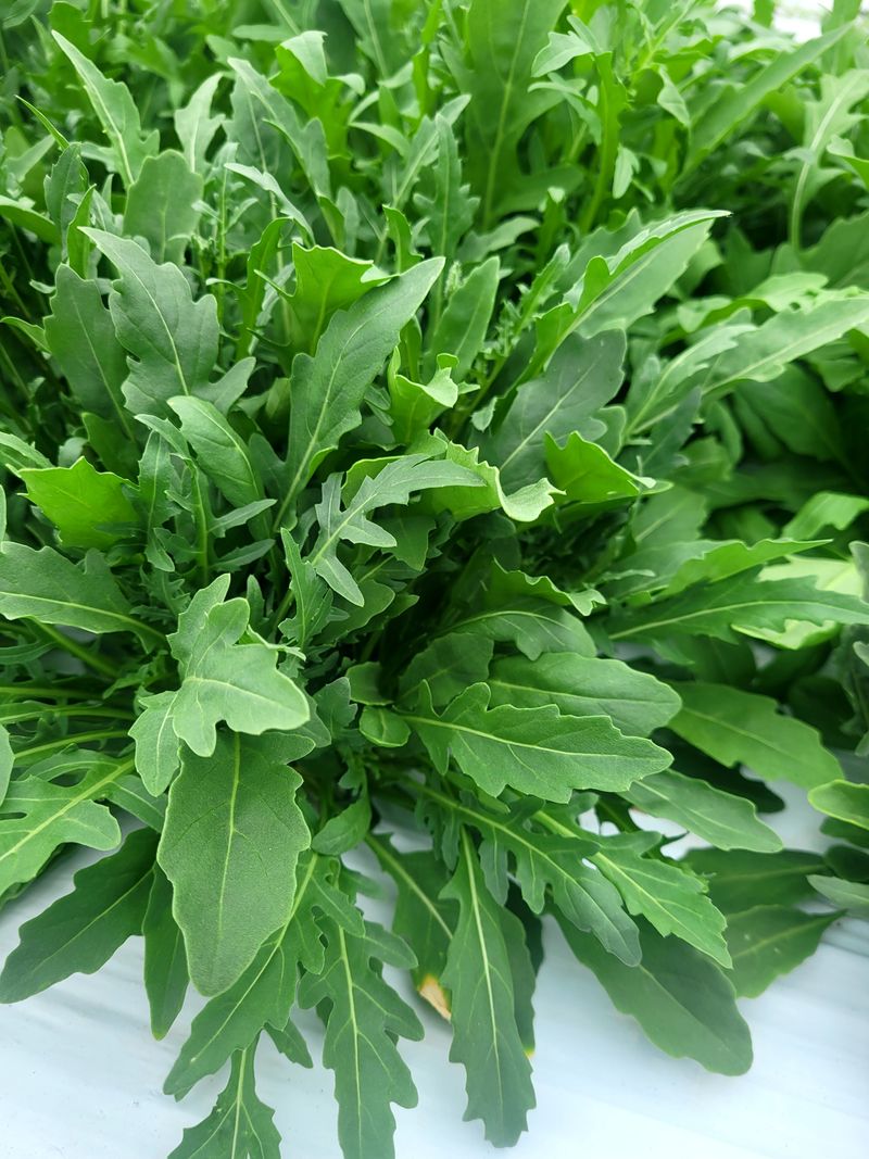 권미화님의 장터 판매 상품 [양채2kg] 첨부 사진