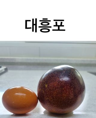 일심묘목농원님의 작성글 사진