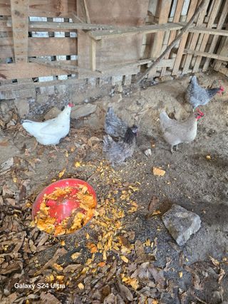 소병찬님의 자유주제 · 자유게시판 작성글 사진