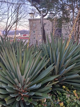 고산국토사랑풀뽑기님의 자유주제 · 자유게시판 작성글 사진