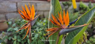 달맛햇복숭아농원님의 자유주제 · 사진전 작성글 사진