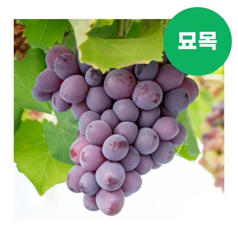 장터 상품 [포도 묘목 자옥(거봉) 삽/접목 1년생 특묘] 썸네일
