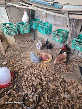 소병찬님의 자유주제 · 자유게시판 작성글 사진