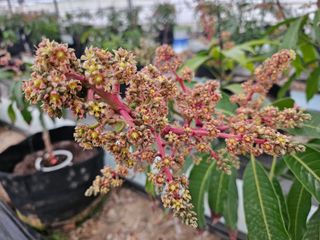 다디단 망고 농장님의 자유주제 · 자유게시판 작성글 사진