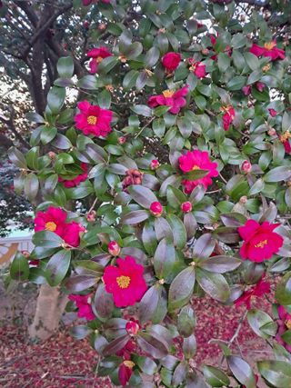 고산국토사랑풀뽑기님의 자유주제 · 자유게시판 작성글 사진