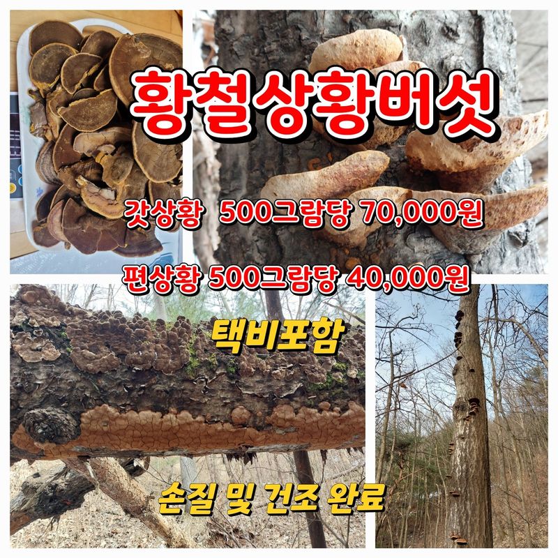 김봉호님의 장터 판매 상품 [흑도라지,황철상황,송담,가시오가피] 첨부 사진