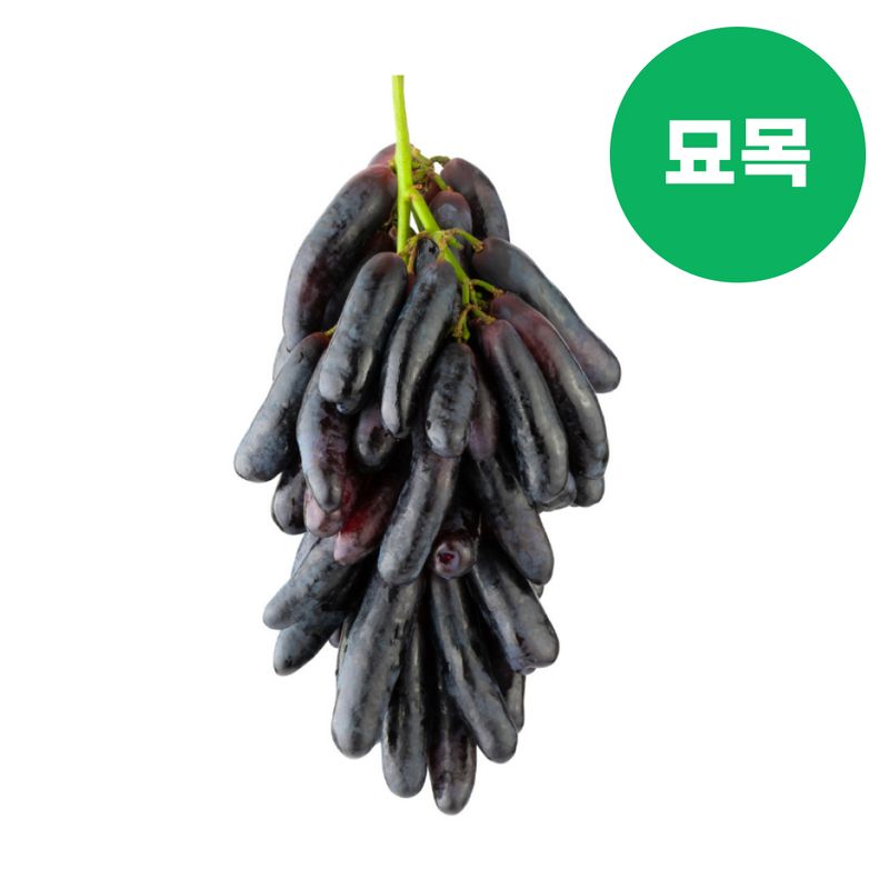 장터 상품 [포도 묘목 블랙사파이어 접목 1년생] 썸네일