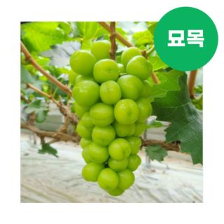 팜모닝 상점님의 작성글 사진