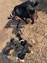 팜모닝 스마트폰에서 어려운 기능은?·참여글 게시글 이미지