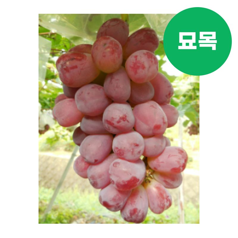 장터 상품 [포도 묘목 미화희 접목 1년생] 썸네일