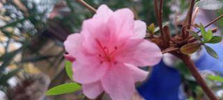 사과15865김도화님의 스마트폰에서 어려운 기능은? · 참여글 작성글 사진