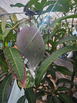 다디단 망고 농장님의 자유주제 · 자유게시판 작성글 사진