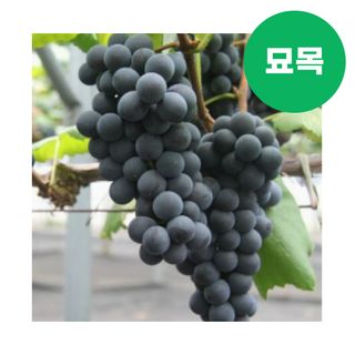 팜모닝 상점님의 작성글 사진