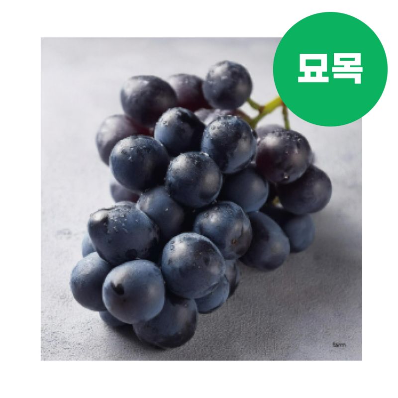 장터 상품 [포도 묘목 오로라블랙 접목 1년생] 썸네일