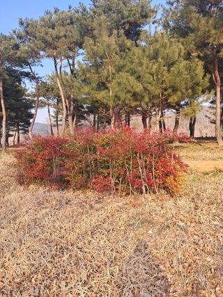 고산국토사랑풀뽑기님의 자유주제 · 자유게시판 작성글 사진