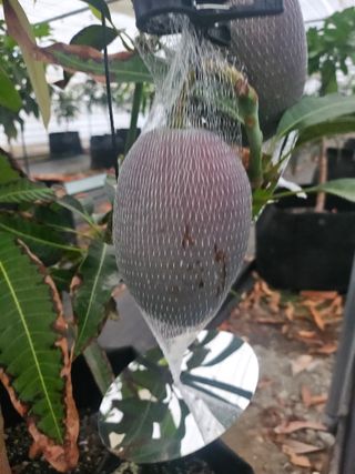 다디단 망고 농장님의 자유주제 · 자유게시판 작성글 사진