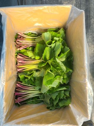 머위농장님의 자유주제 · 자유게시판 작성글 사진