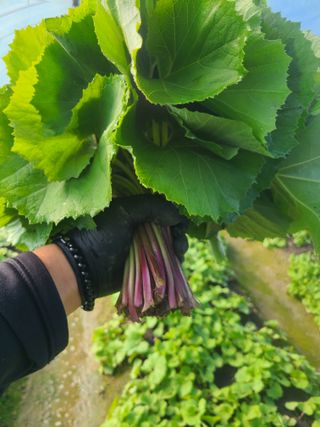 머위농장님의 자유주제 · 자유게시판 작성글 사진